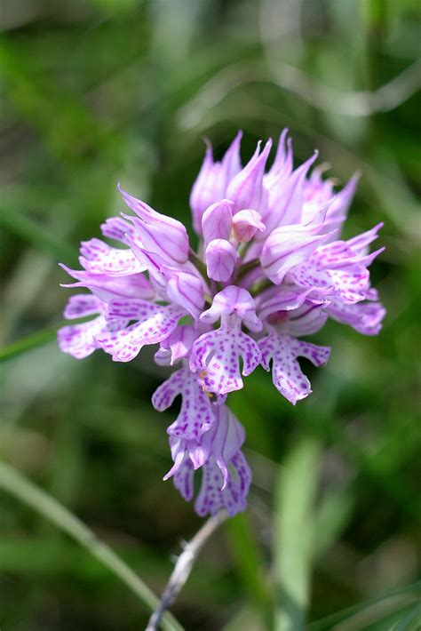 fiori del conero